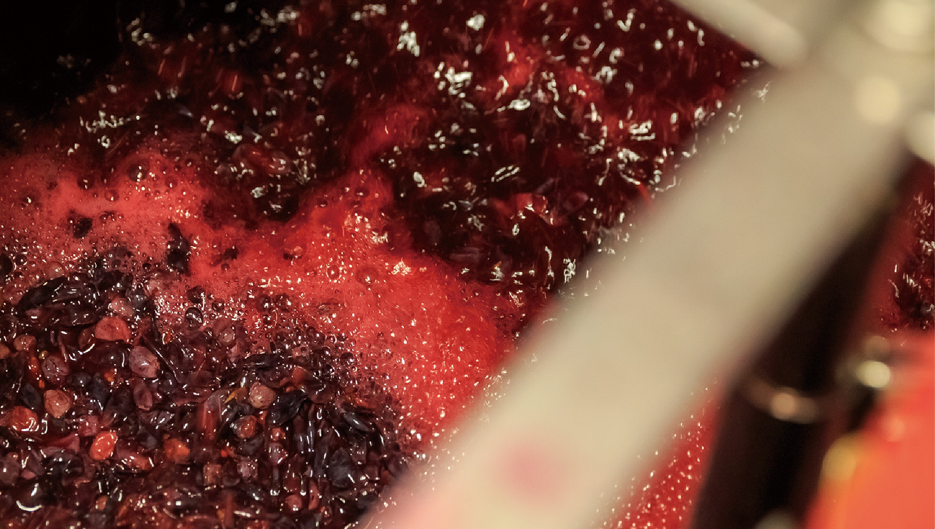 Independently selected and bred domestic yeast strains