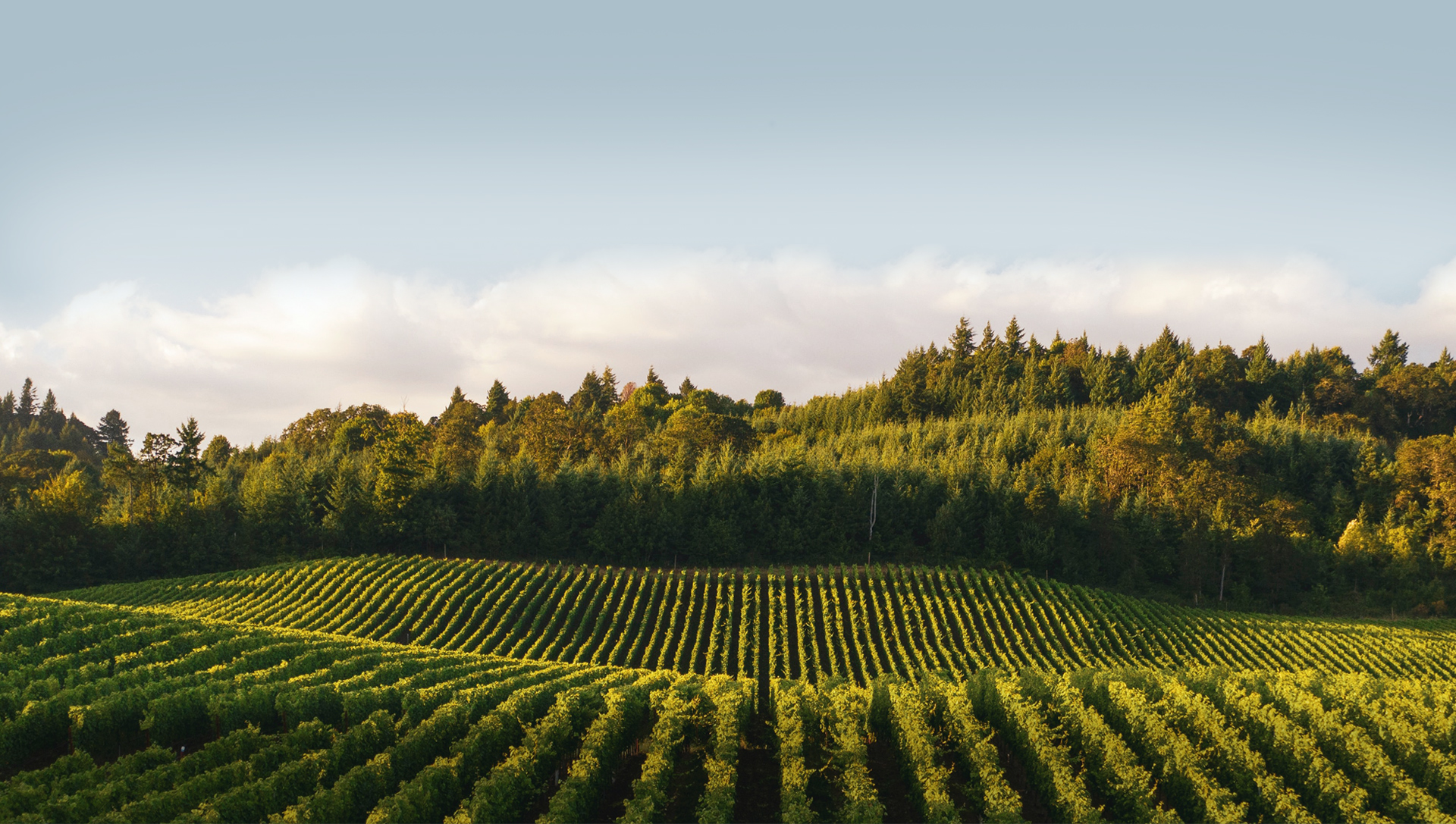 Around 16,667 hectares of vineyards worldwide