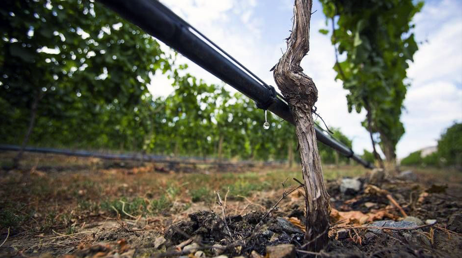 Introduced the “fertigation” drip irrigation system, reducing fertilizer input by 30%
