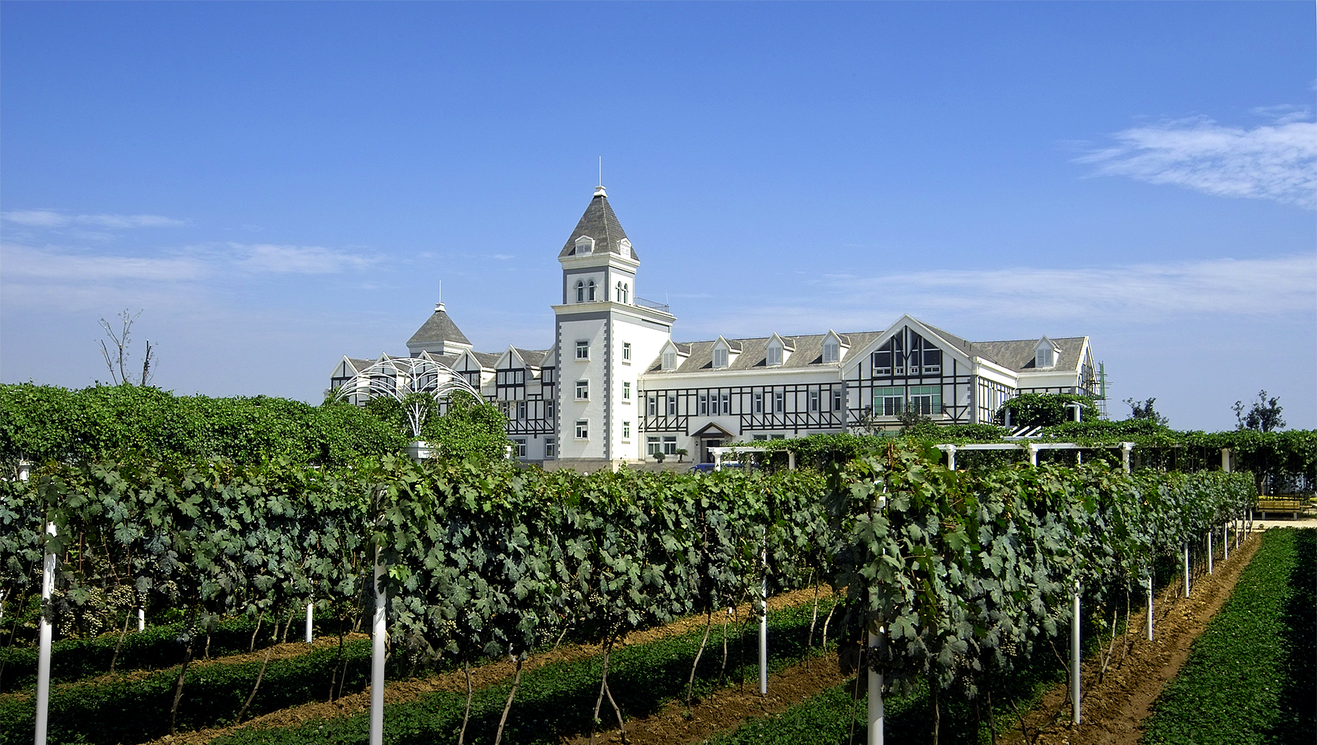 Build China's first specialized winery